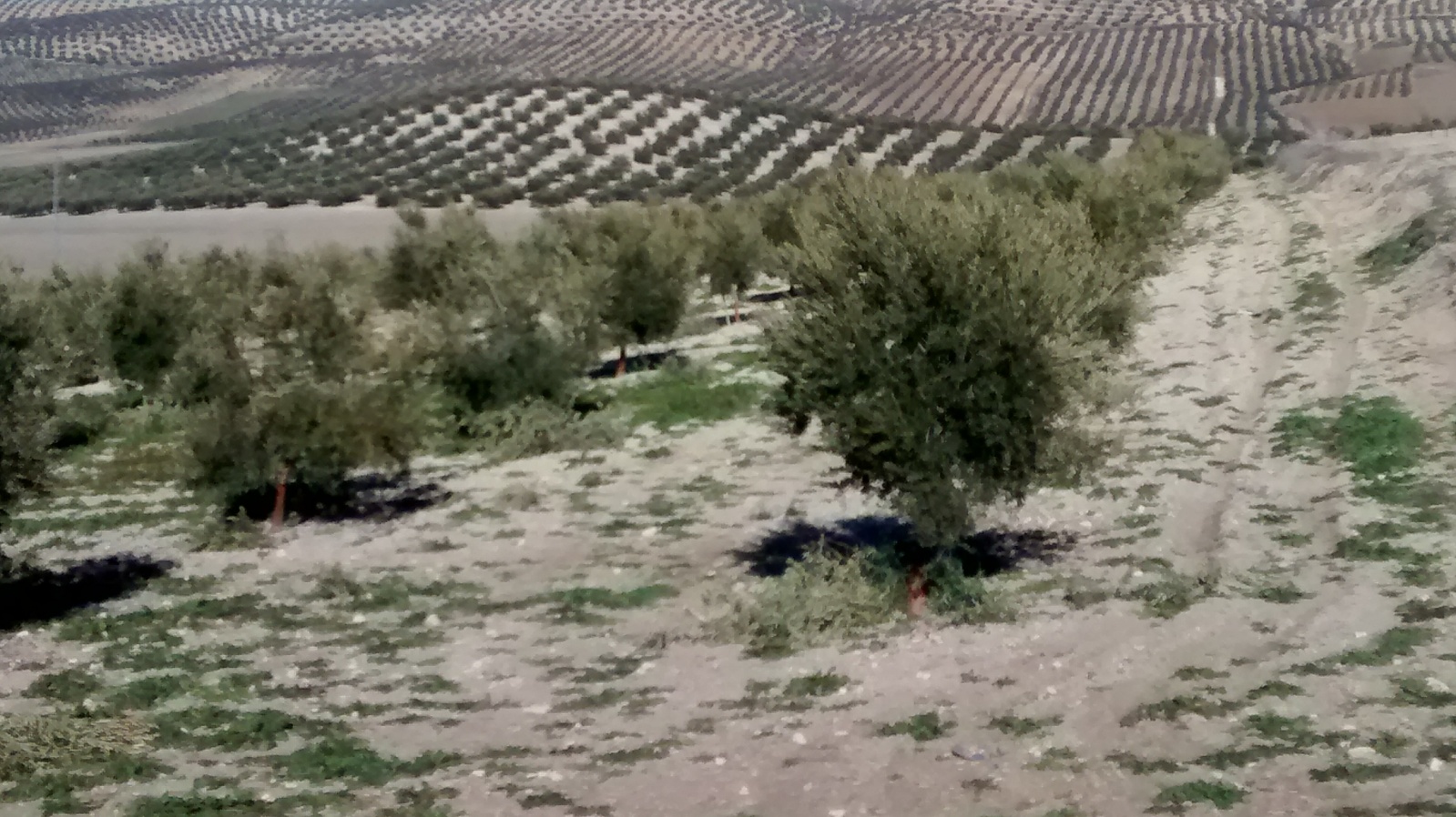 Decalogo de la poda en olivos de un sólo pie. 95wk13