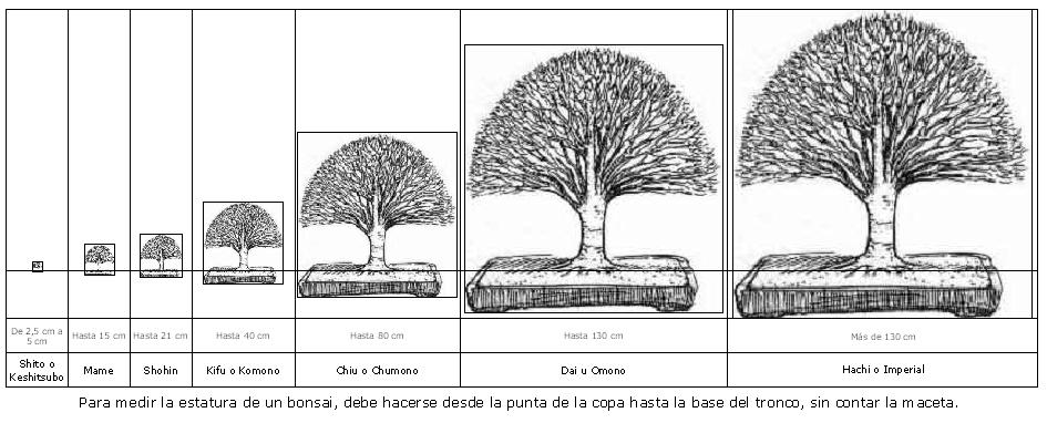 Tamaños de bonsai Au7dcz