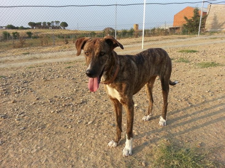 *Brad, Misha y Lorna (abril 2010), cruces de mastin y galgo muy jovencitos en adopcion. Amidea Miajadas Cáceres (PE) J9mu5s