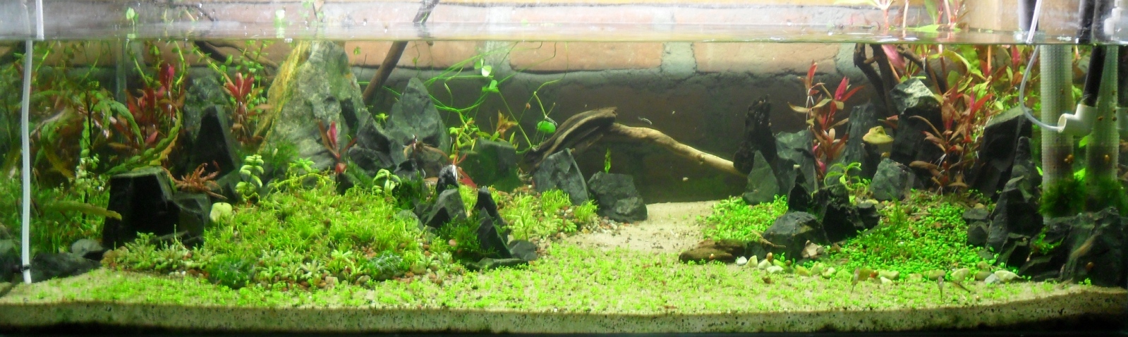 Acuario plantado, tipo acuario natural - Progresión Smgb60