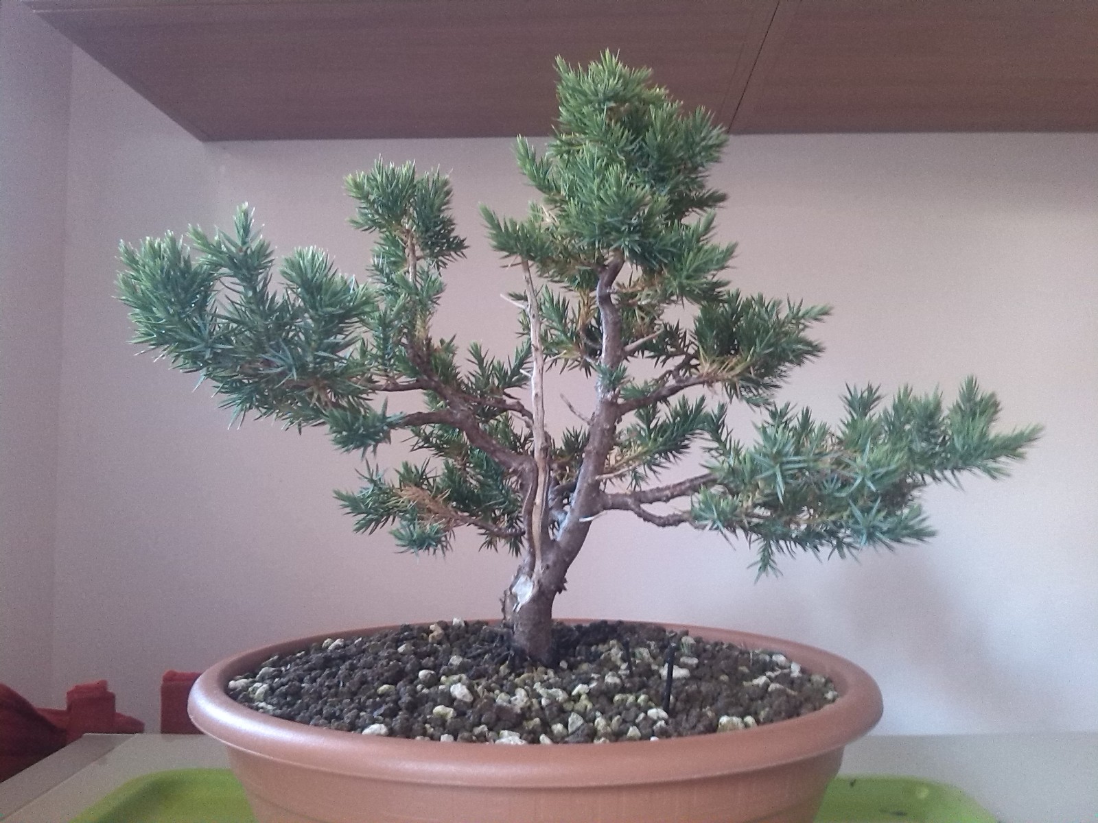 Juniperus chinensis stricta Zvou4j