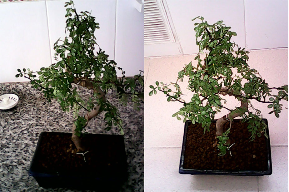 Bonsai con ramas caidas y flacidas 13yqnsz