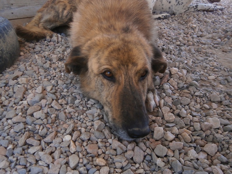 *Atila (marzo 2009), precioso cruce de mastin en adopcion. Lleva desde que era cachorro esperando la oportunidad de tener un hogar. Huellas Avila (PE) 1z1ckn9