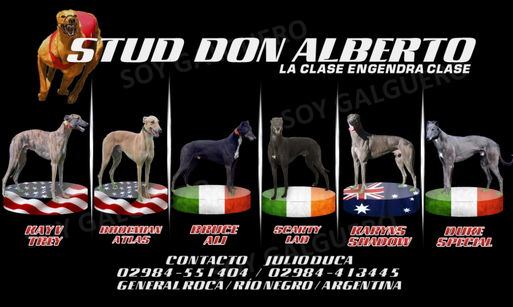 Stud DON ALBERTO de JULIO DUCA --2015 2cne1d1