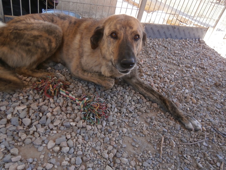 CACHORRO - *Atila (marzo 2009), precioso cruce de mastin en adopcion. Lleva desde que era cachorro esperando la oportunidad de tener un hogar. Huellas Avila (PE) 2hxsoys