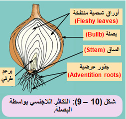 التكاثر اللاجنسي الطبيعي في النباتات مغطاة البذور  2la4ieu