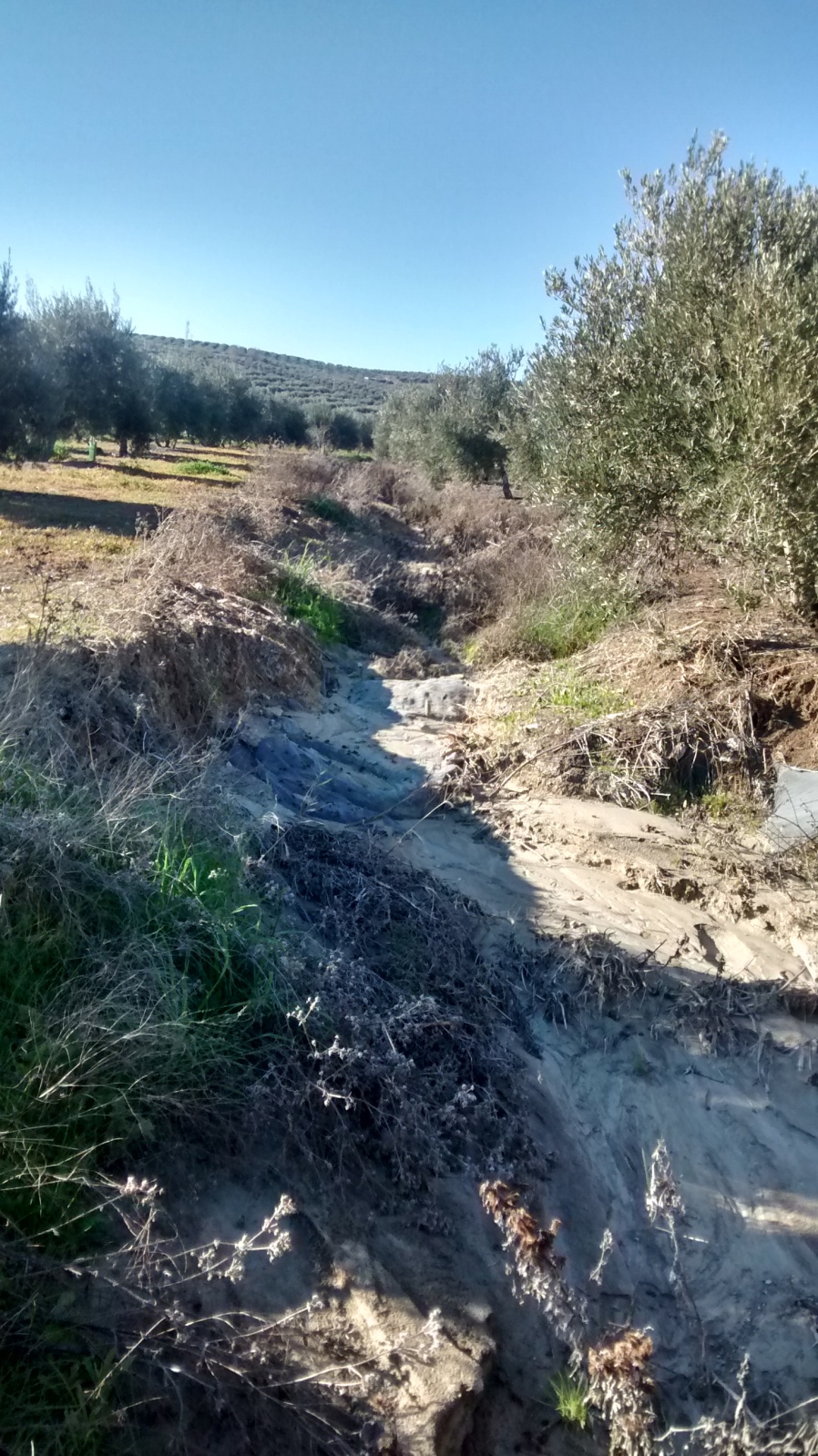 control de cárcavas en el olivar - Página 2 2lukn9