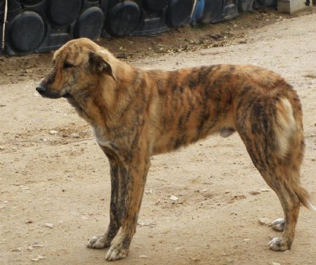 CACHORRO - *Atila (marzo 2009), precioso cruce de mastin en adopcion. Lleva desde que era cachorro esperando la oportunidad de tener un hogar. Huellas Avila (PE) 2q9voy8