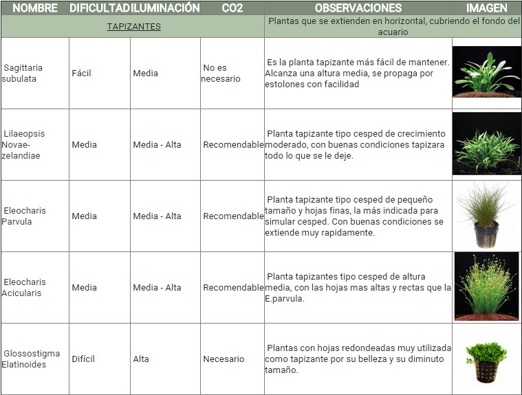 GUÍA DE PLANTAS ACUATICAS 2qber05