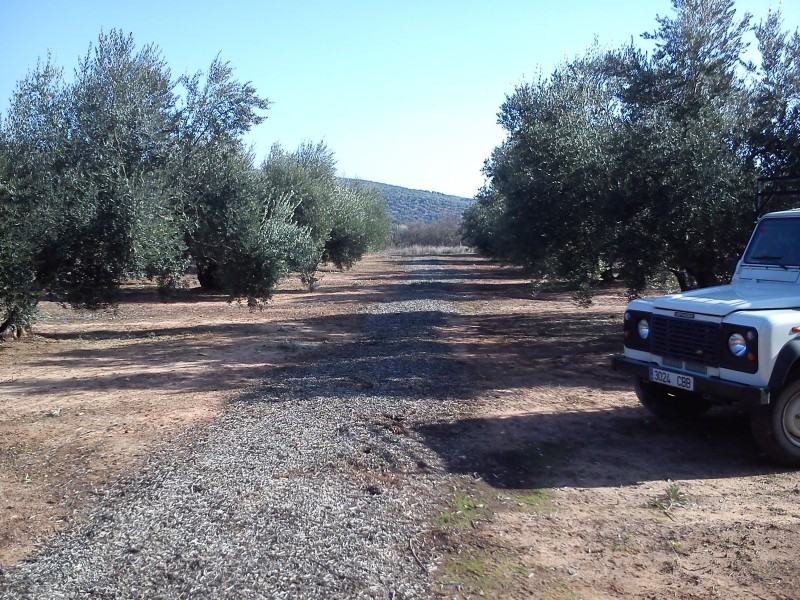 Cubierta vegetal en olivar - Página 3 9a5uer