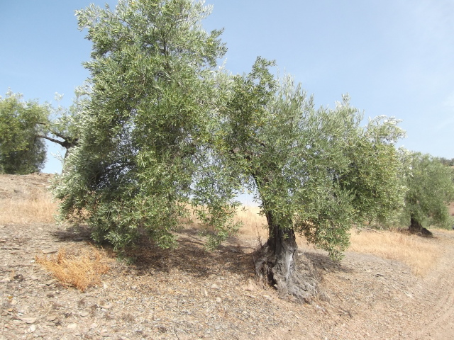 Olivar de secano de Sierra Morena Bebzg8