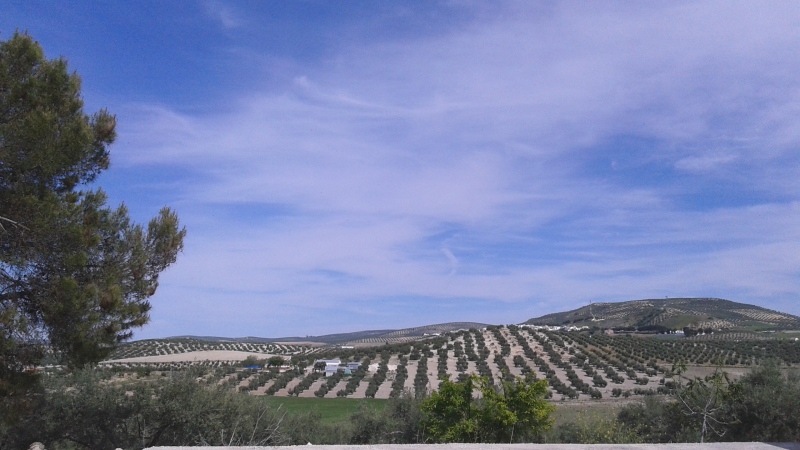 Paisajes del olivar Nehvyu