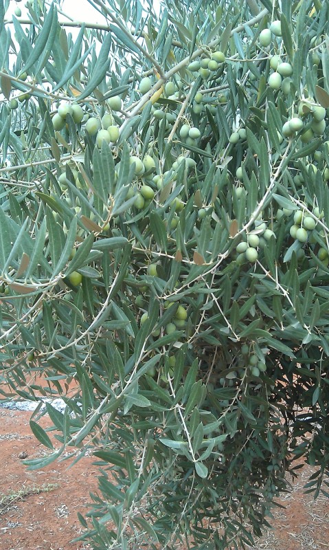 Olivos otoño 2015 antes del tratamiento de otoño 1zp4ggi