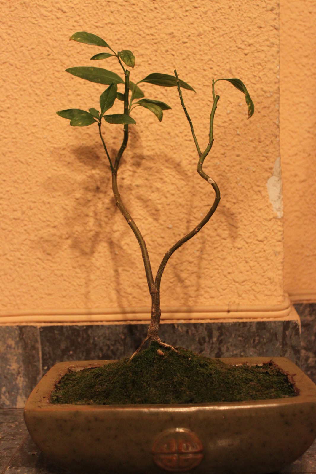 comenzando con el mundo de los bonsais 213oh3l