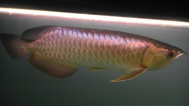 MGBB Arowana 28846bl