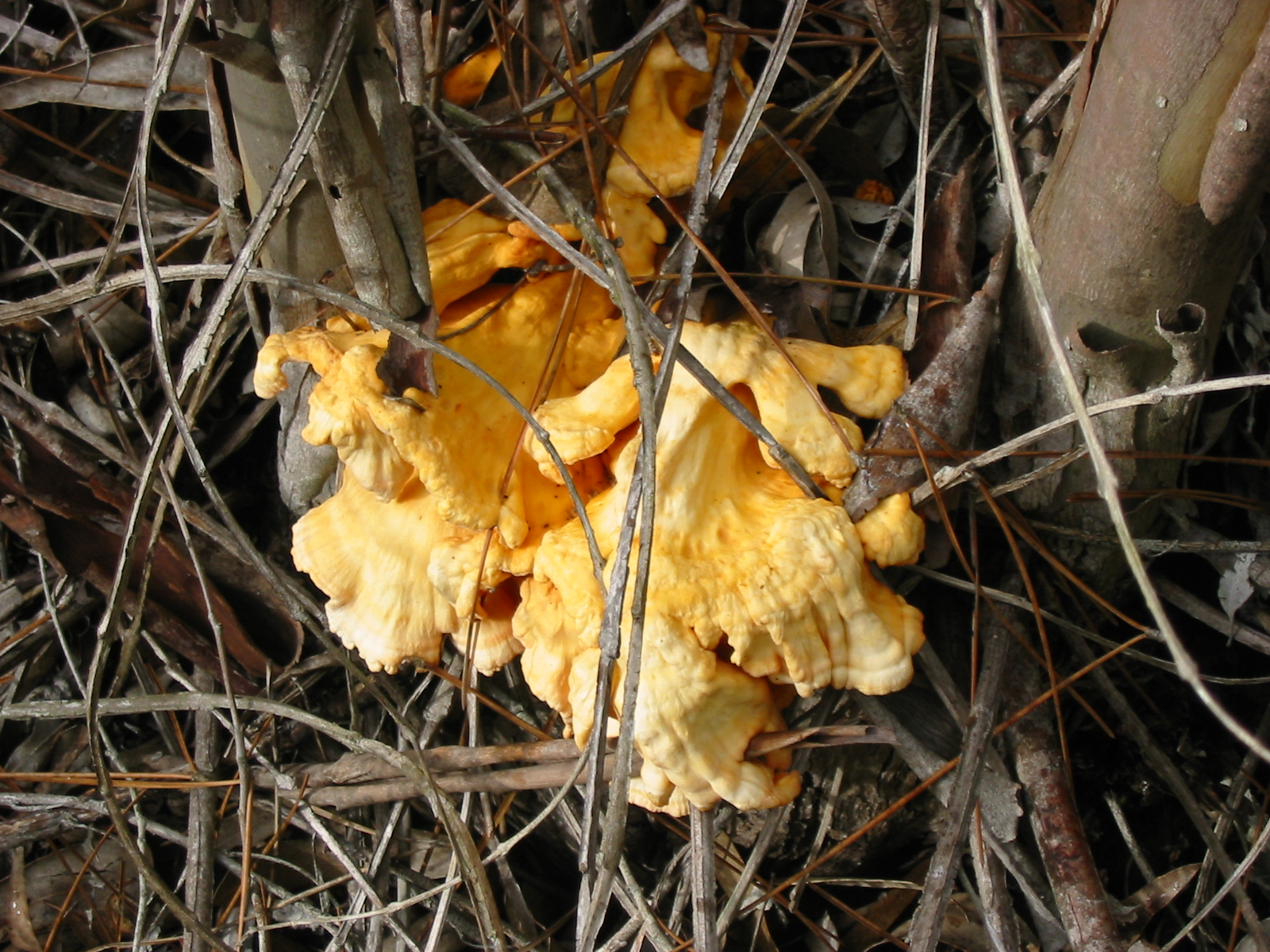 Género Laetiporus em Portugal 2a5yp7n