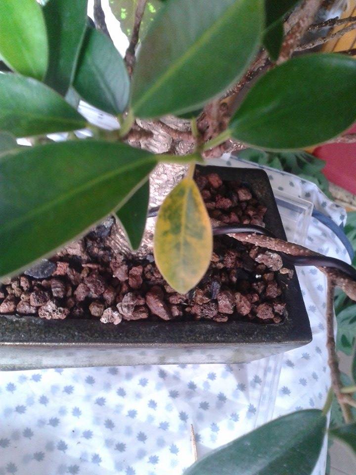 Hojas amarillas ficus retusa 2a962hi