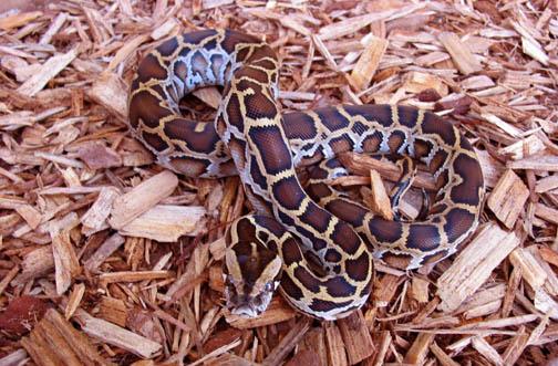 Ficha de cuidados de Python molurus bivittatus  2ahba75