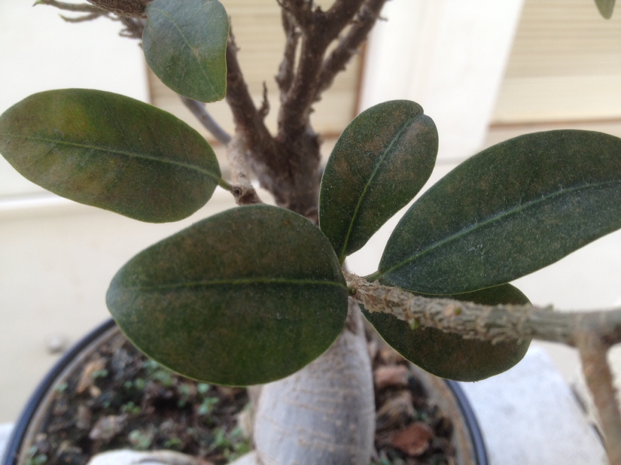 Ficus microcarpa ginseng, hojas amarillas... 2d76jjn