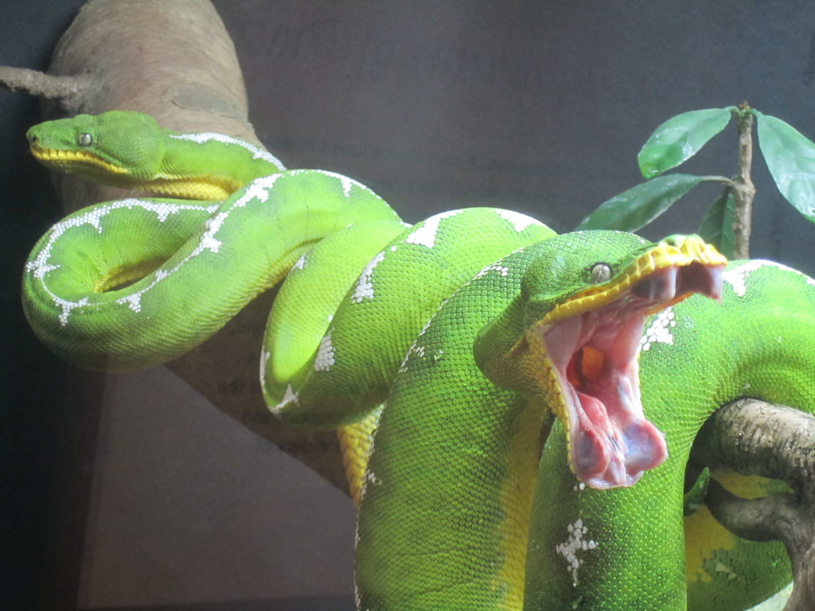 FICHA DE CUIDADO DE BOA ESMERALDA (CORALLUS CANINUS) 2hx5ca8