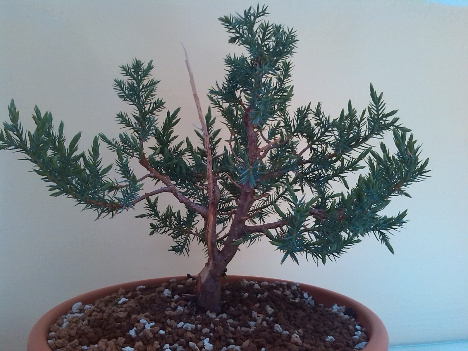 Juniperus chinensis stricta 2ibonrt