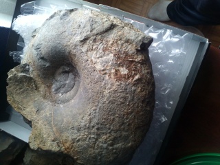 Limpieza ammonites en roca. 2llghsh