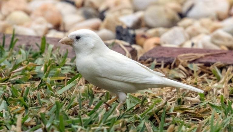 Loài chim hiếm nhất thế giới: Chim se sẻ bạch tạng 2mglie1