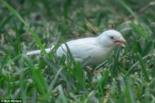 Loài chim hiếm nhất thế giới: Chim se sẻ bạch tạng 2n00ev8