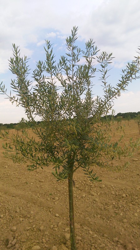 Como abortar aceitunas en plantones pequeños. 2nvtiyd