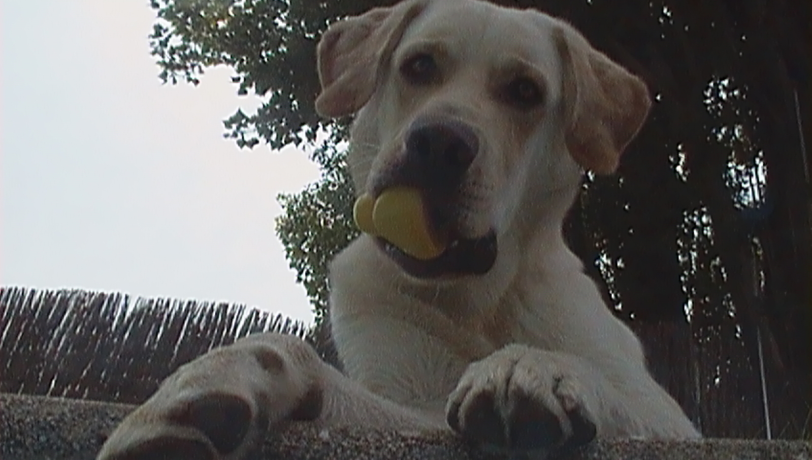 Fotos de nuestras mascotas! 2rw1aqd