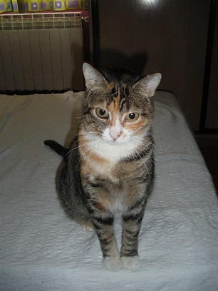 Marina, gata tricolor joven, muy cariñosa,+ Inmuno y Leucemia (Nacim aprox.: Mayo 2008) ADOPTADA 2rxe3gw