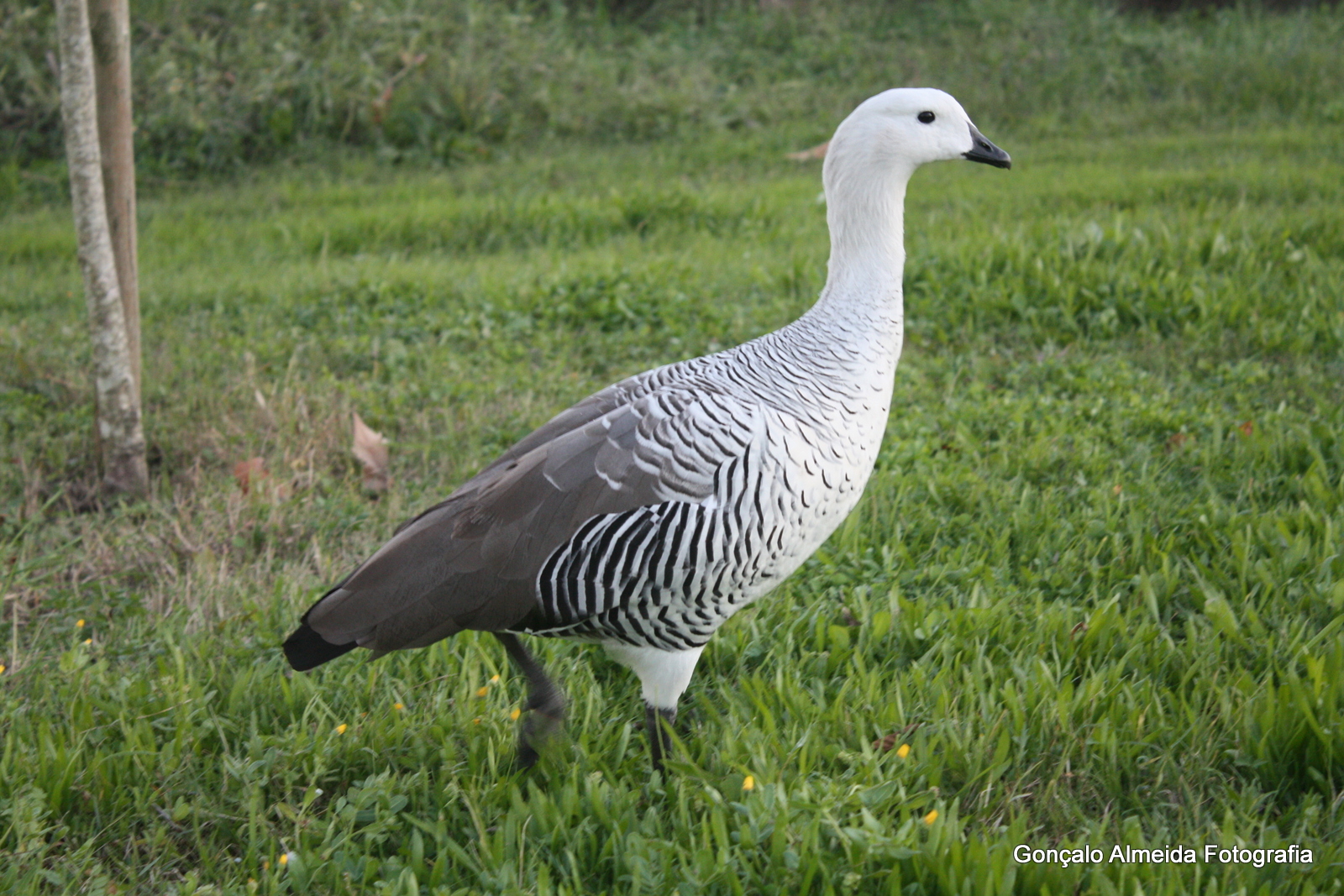 Ganso de Magalhães (Chloephaga picta) em Almada 2zhglzo