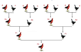 Scheme Line Breed 50lhky