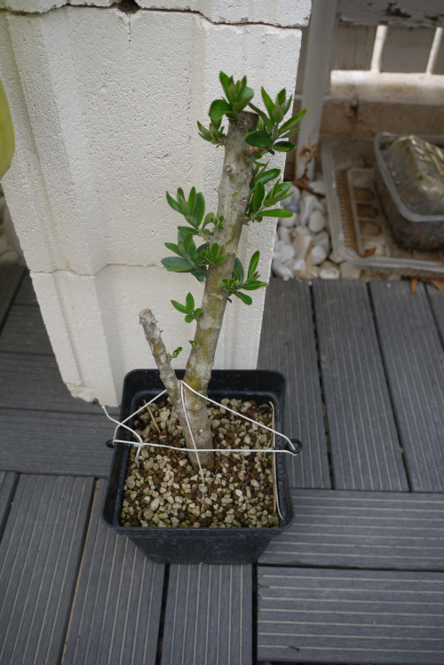 Recuperación y evolución de dos olivos yamadori (2014 - ACTUALIDAD) Av23c0