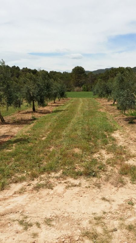 Cubierta vegetal en olivar Jg5elg