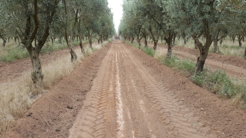 Cubierta vegetal en olivar - Página 4 S3o6eq