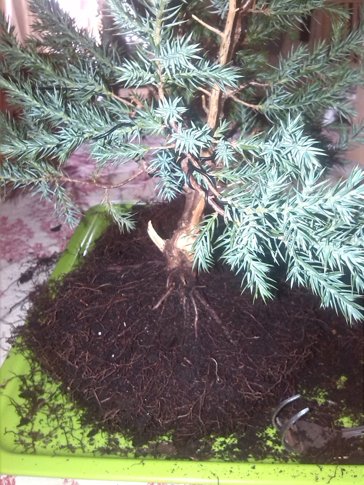 Juniperus chinensis stricta Zx1wf6