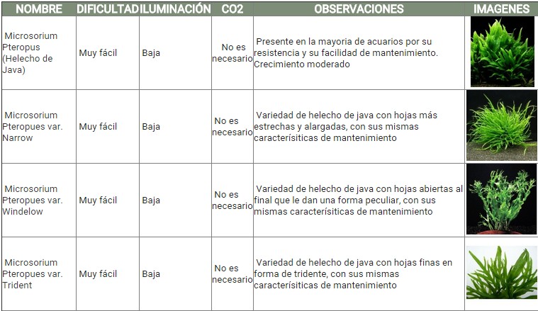 GUÍA DE PLANTAS ACUATICAS 1zfcp2