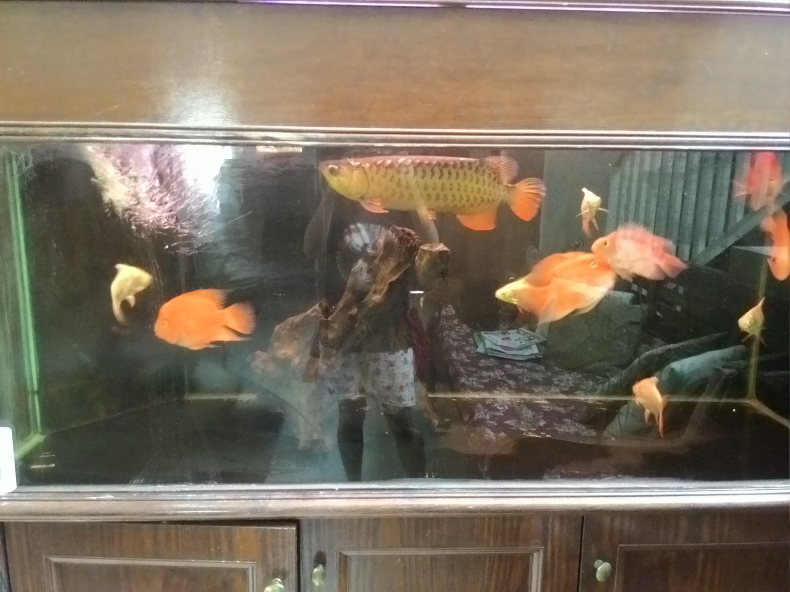 5ft cabinet kayu aquarium termasuk arowana dan ikan lain 2a9pjqp