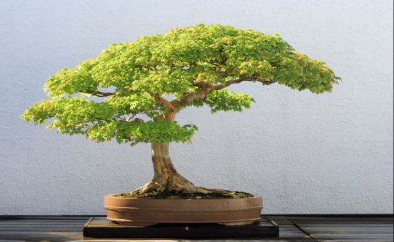 CONSEJILLOS PARA DISEÑAR BONSAI 2cfxenm