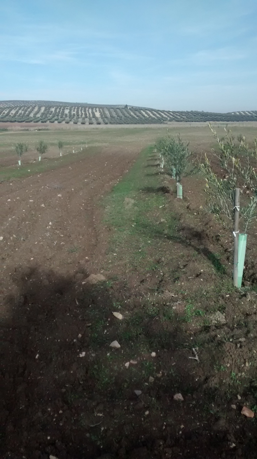 Caballones en el olivar (Córdoba) 2gv0pxe