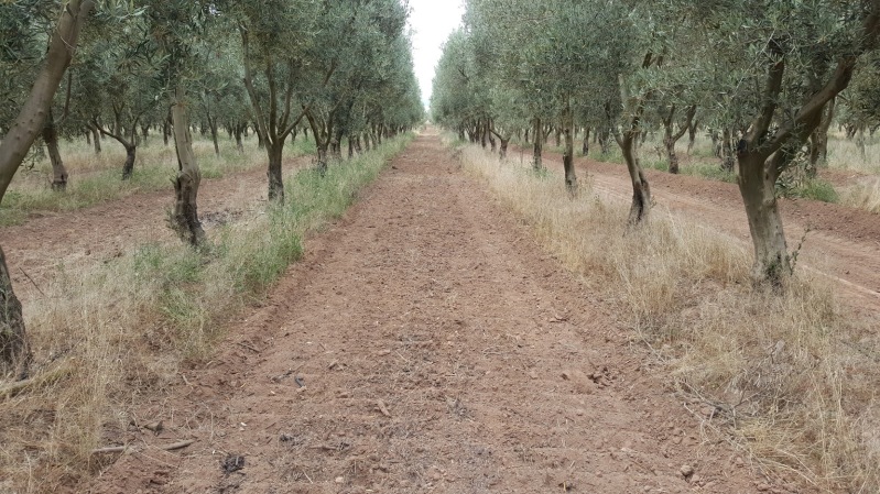 Cubierta vegetal en olivar - Página 4 2i73cdc