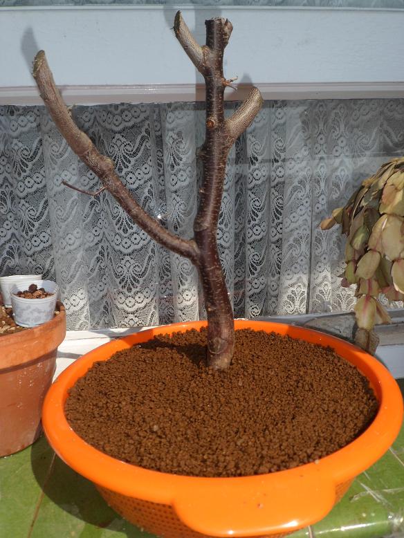 Prunus Cerasifera 2is82l3