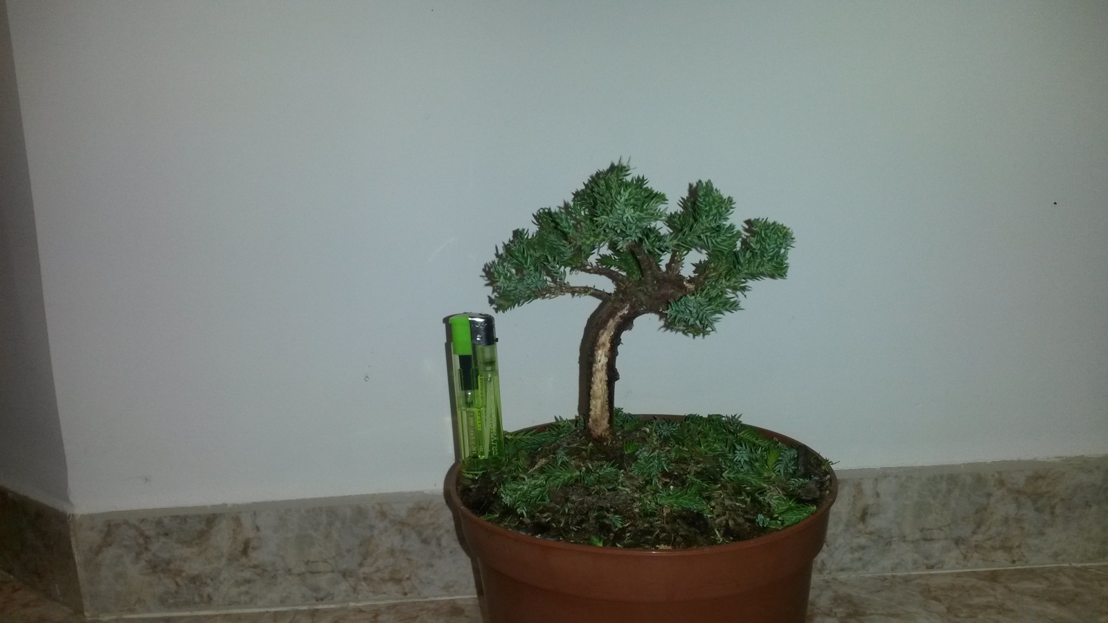 Juniperus Procumbens :acepta bien la poda de raíz ???????? 2jer68j