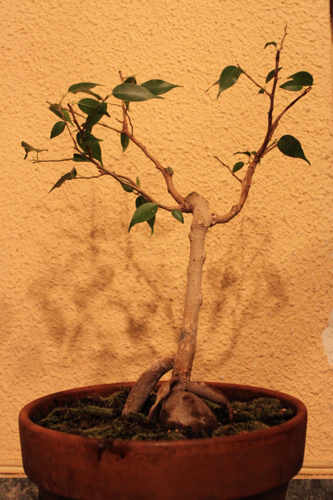 comenzando con el mundo de los bonsais 2jfwv84