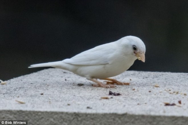 Loài chim hiếm nhất thế giới: Chim se sẻ bạch tạng 2ji1de