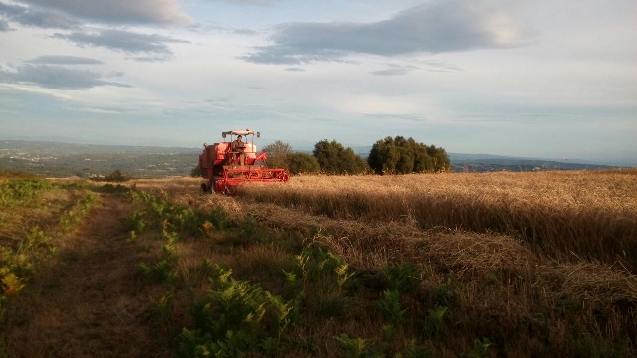 mi zona ,mis maquinas y mi granja  - Página 11 2r6h2c0