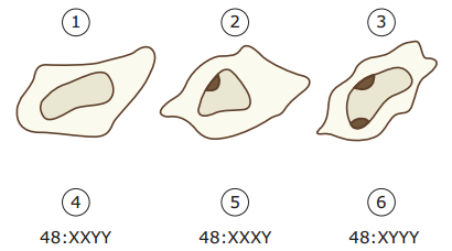 Cromatina sexual 2rnasue