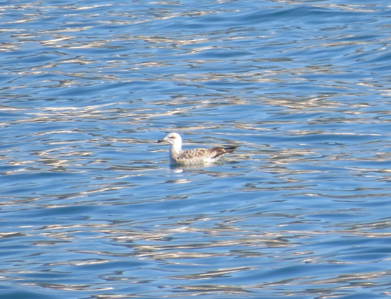 Ajuda na ID de Gaivotas - Sesimbra 10/01/2015 2u7x8ci