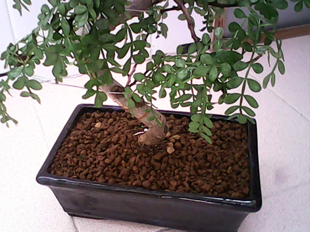 Bonsai con ramas caidas y flacidas 2whqcd3